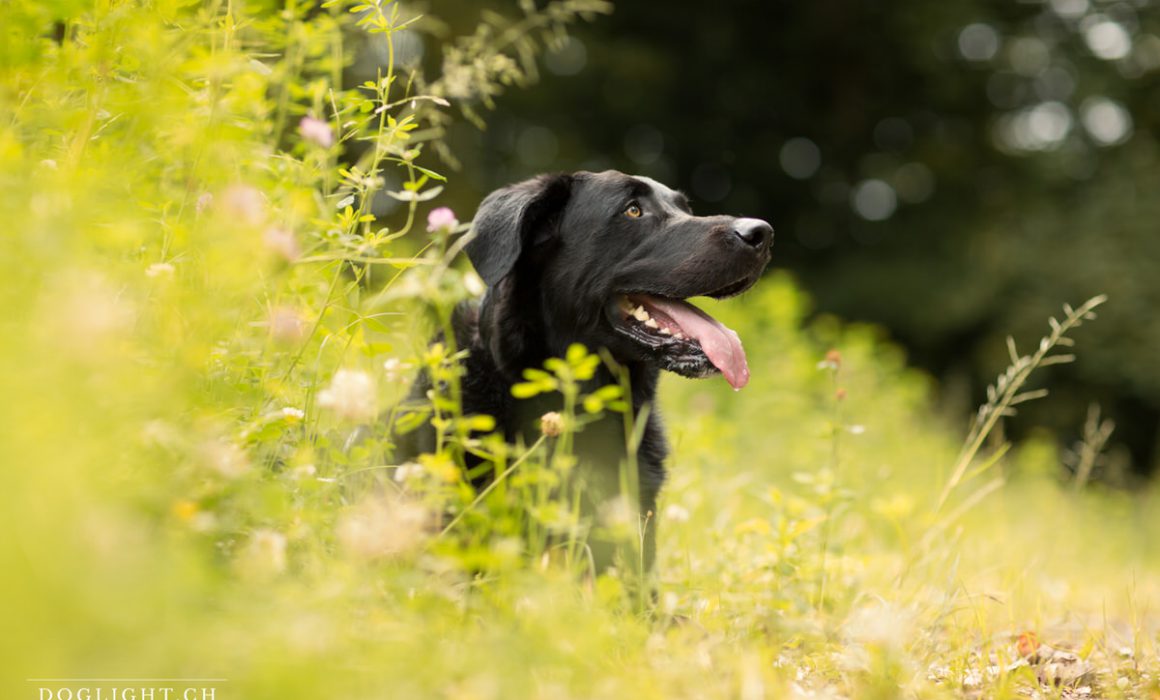 Labrador noir Séance photographie extérieurs nature animaux chien