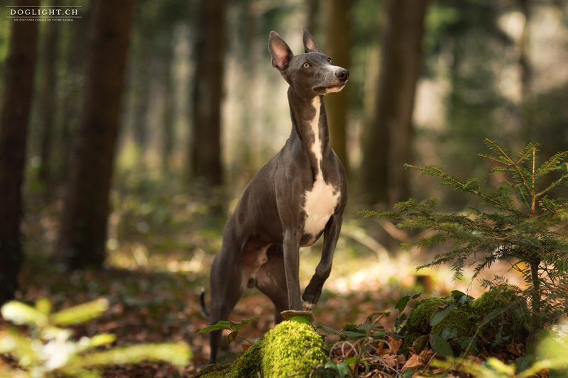 Lévrier Whippet séance photo photo chien forêt Photographe animalière