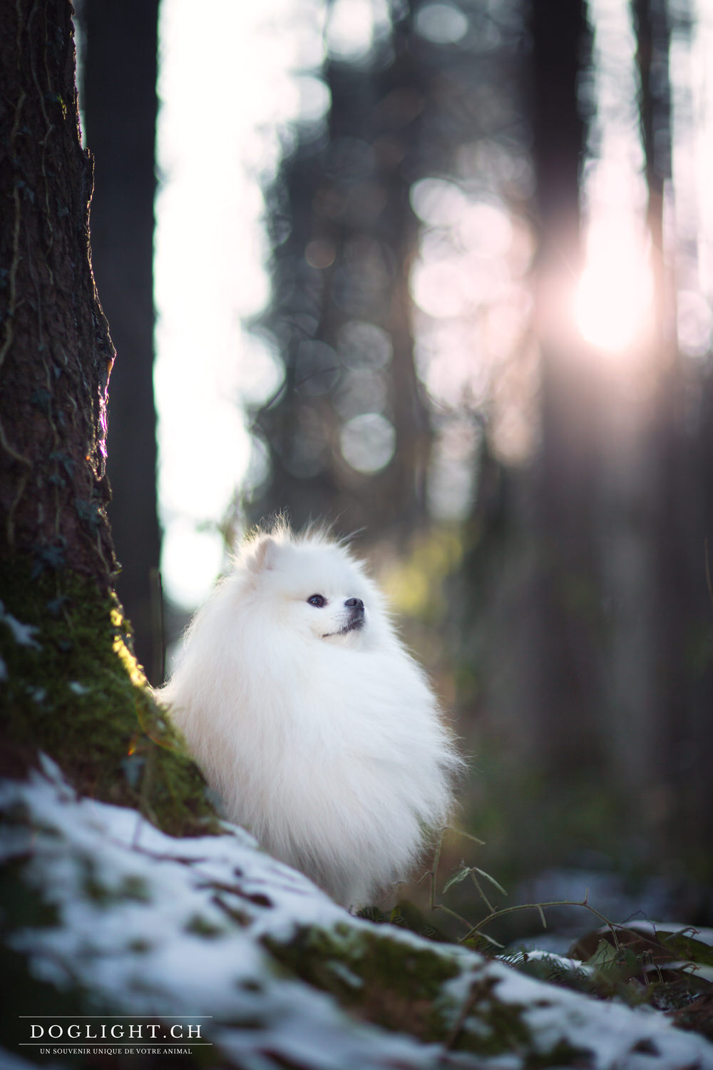 Lumières magique sur petit chien blanc