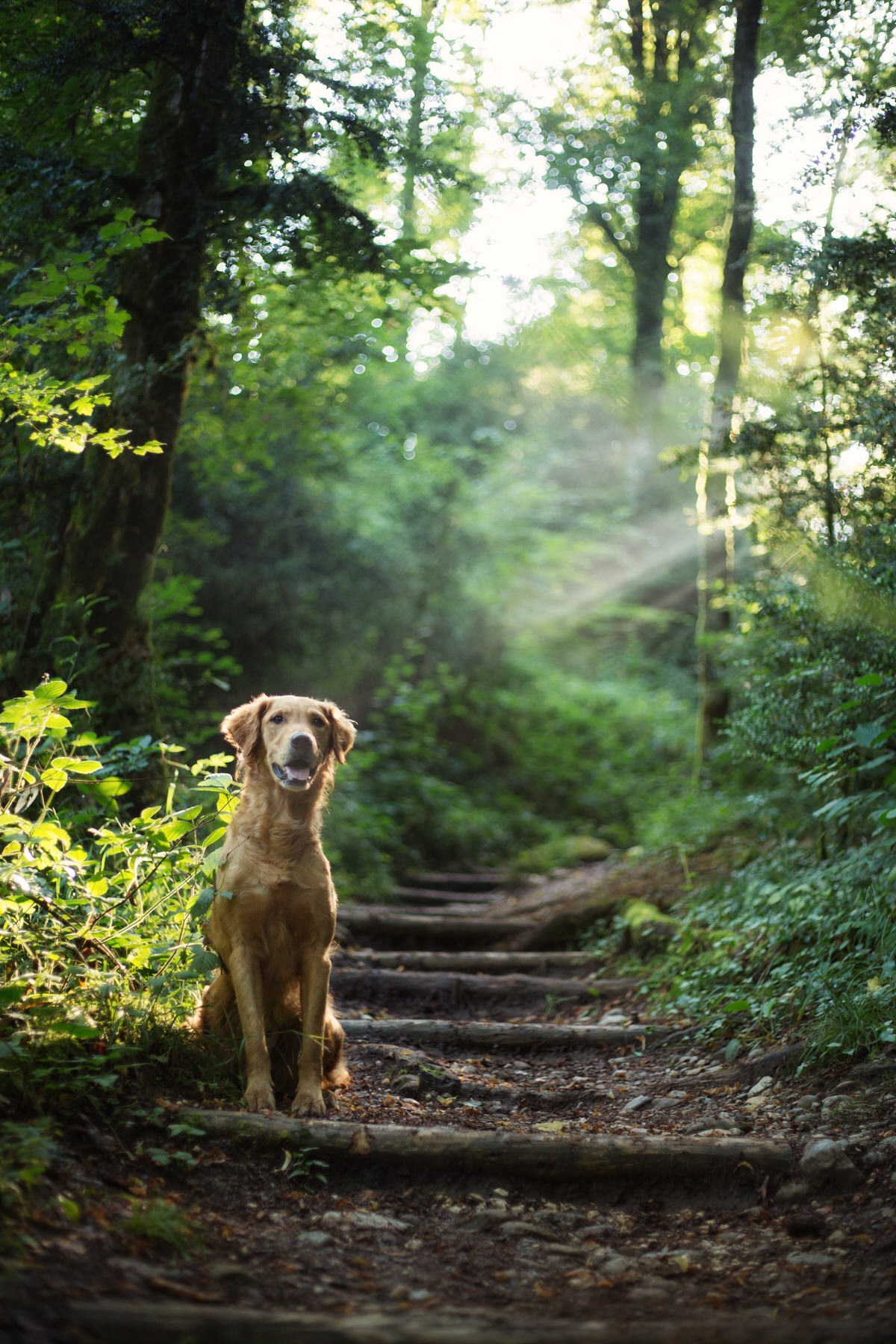 Photographe chien golden retriever en Suisse - spirituel