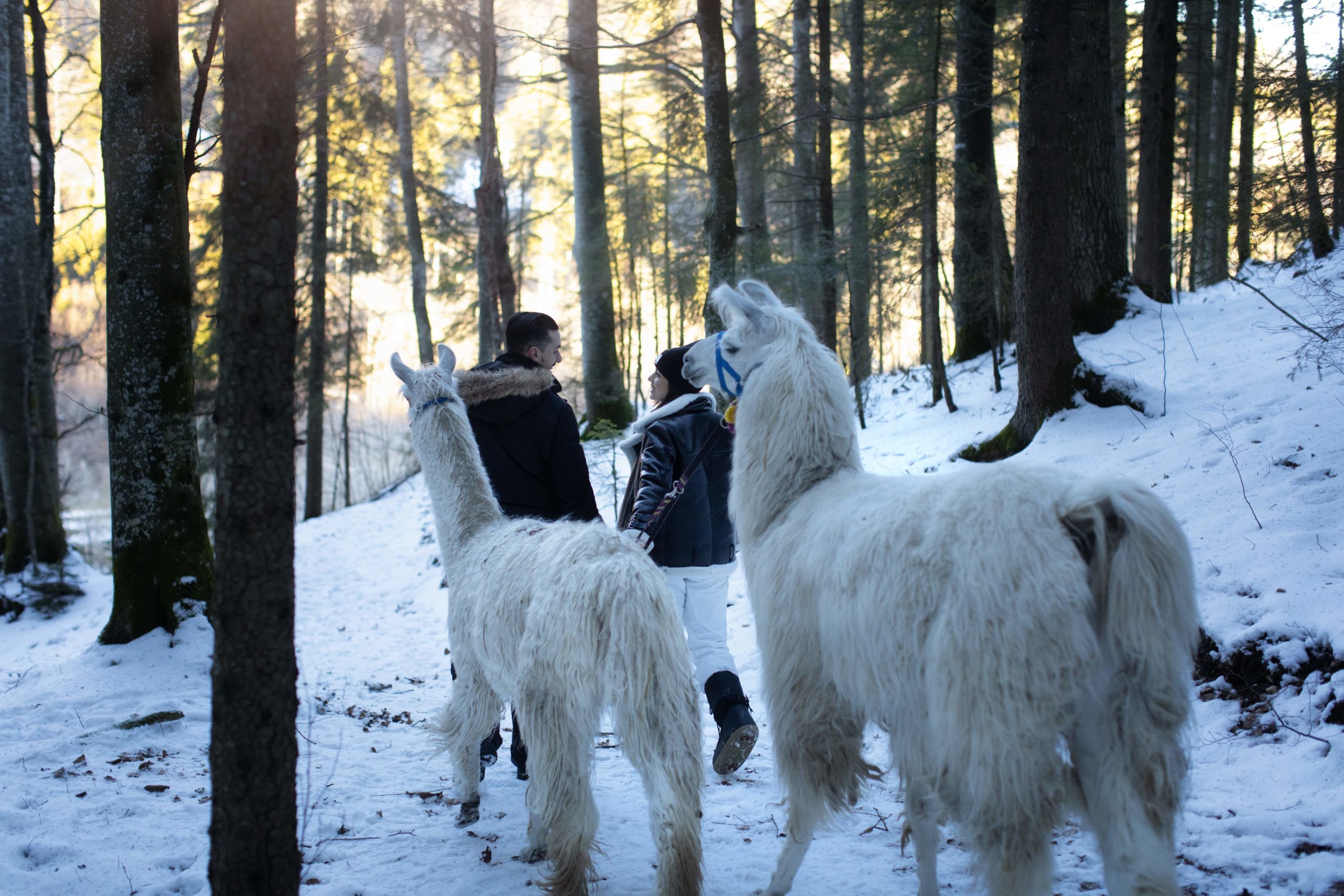 Couple amoureux balade avec lamas dans la neige