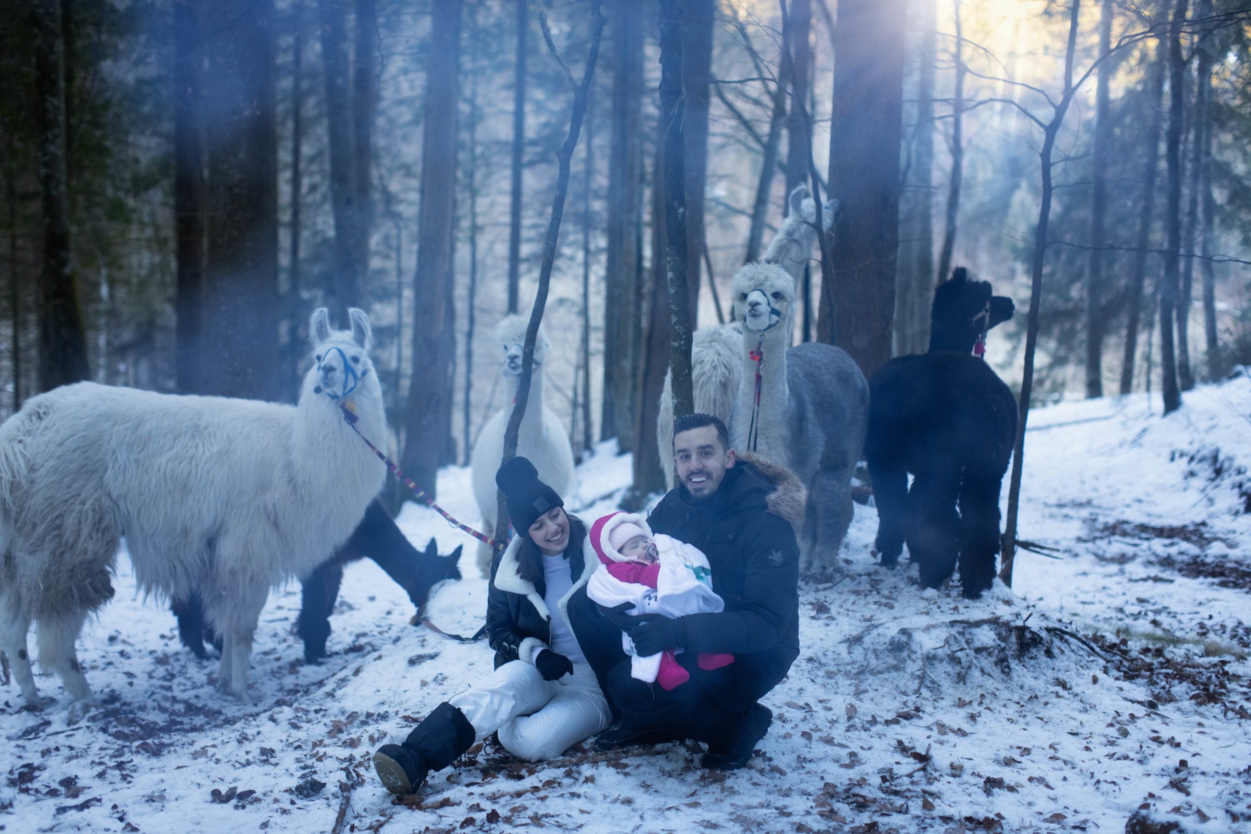 Couple avec bébé magie hivernale avec lamas blanc et noir Vallée de joux en suisse