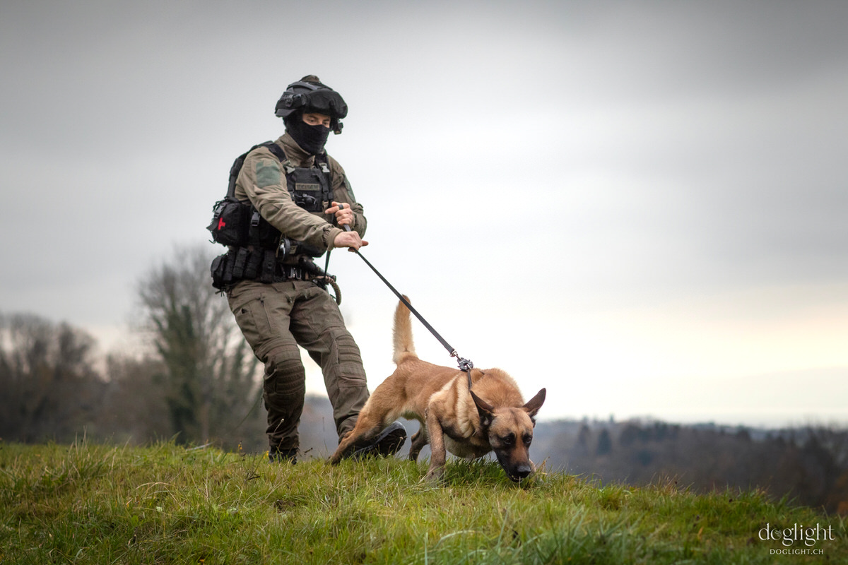 Brigade canine en intervention