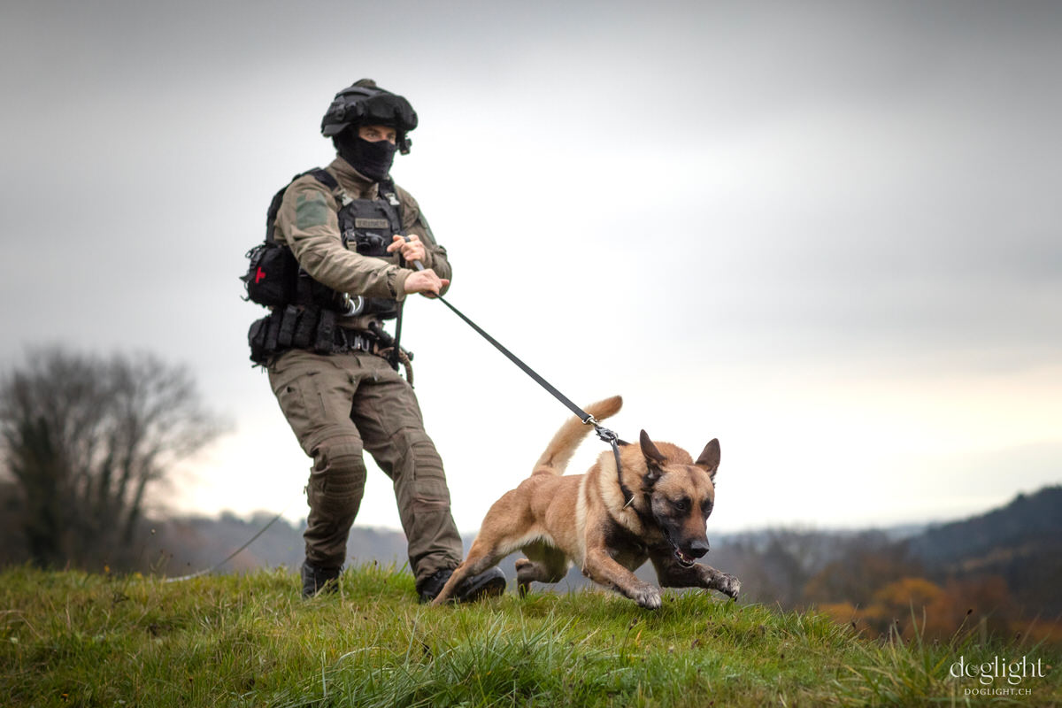Brigade canine en intervention